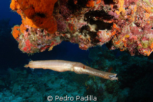 Trumpetfish living room, Nikon D80 with 15mm lens and two... by Pedro Padilla 